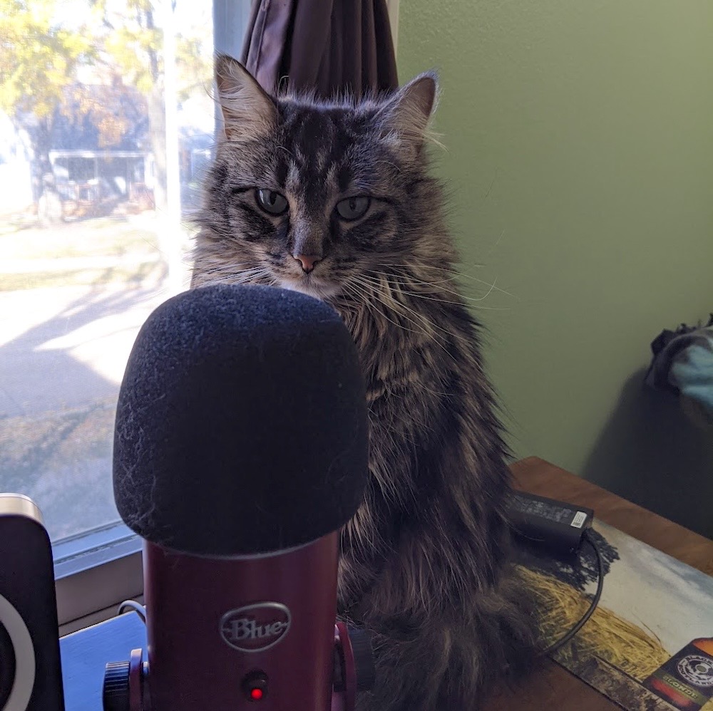 Arya is a beautiful kitty who can be seen sat/stood in front of an on-air podcasting microphone.