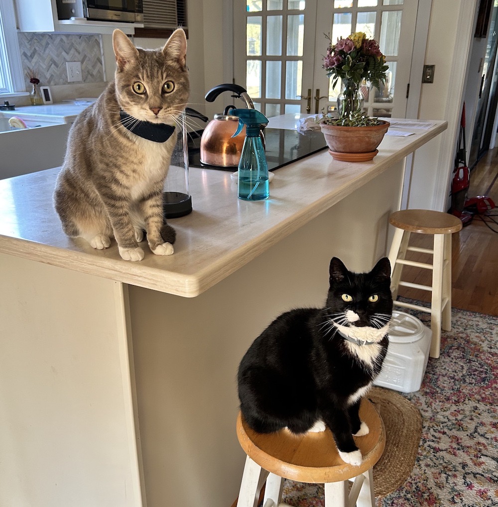 This week's cyber cats, Bella and Puffin, sitting on a kitchen counter and a nearby wooden stool.