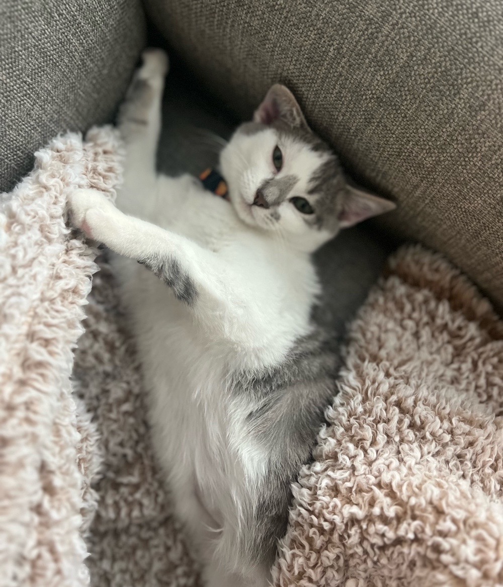Patches is a grey and white kitten laying stretched out on a fuzzy blanket
