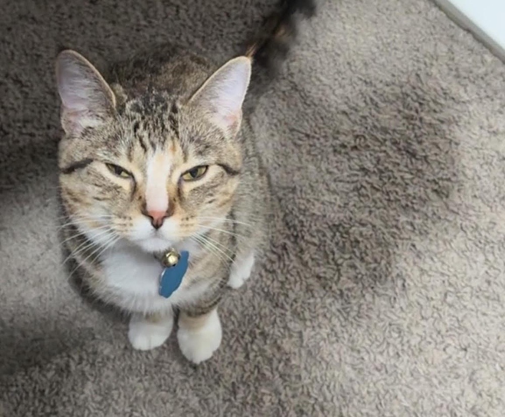 Gidget is a grey and brown/orange tinged tabby kitten with a blue collar, very cute!