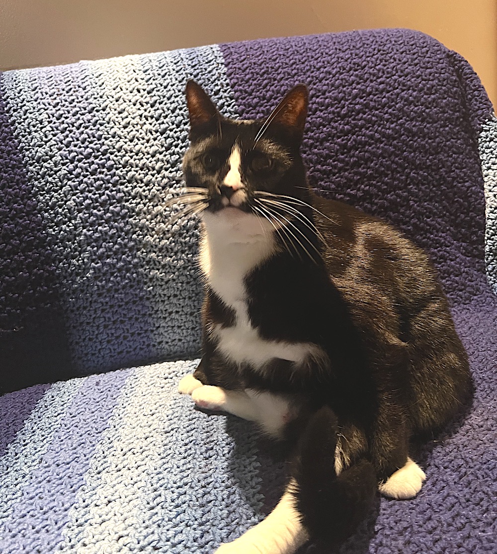 Toni, a black and white cat sitting on a purple and white couch.