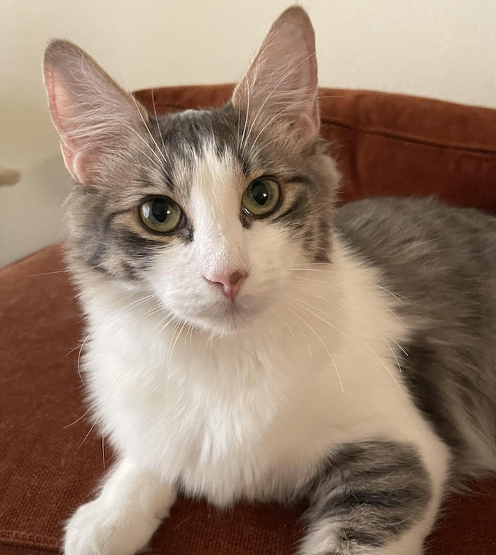 This week's cyber cat is Mipha.