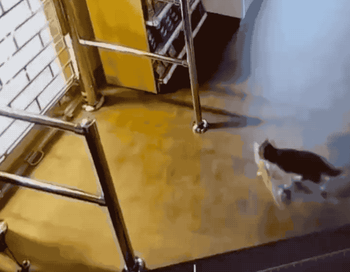 An animated GIF of a cat with a fish in its mouth running across the supermarket floor to the gated entrance.