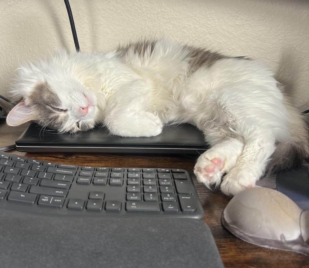 Ravioli is a white and grey kitty who's fallen asleep on their human's closed laptop, with a wire behind Ravioli (it looks like Ravioli is plugged in, but isn't).