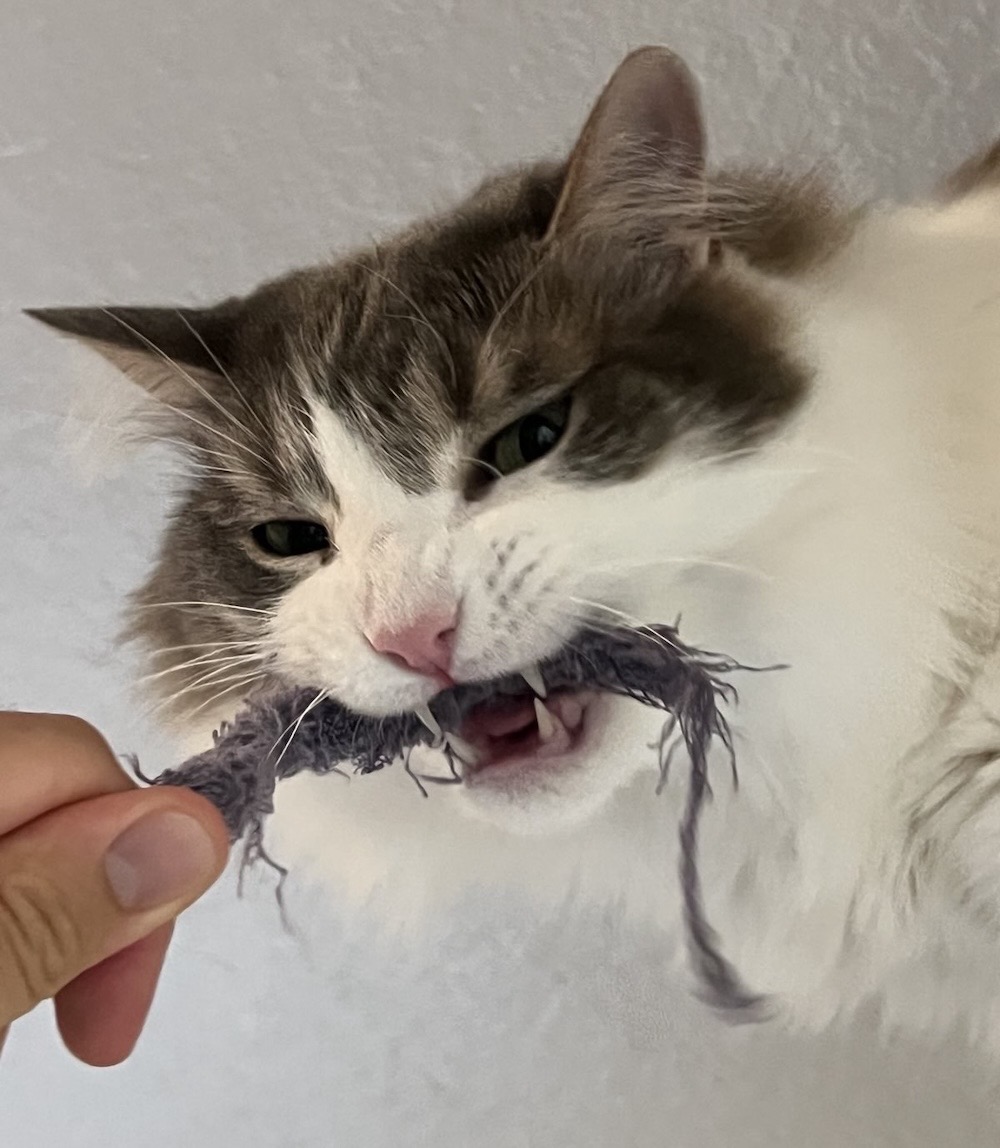 Ravioli is a white and grey/brown kitty who can be seen with their teeth exposed chomping on a rope-like chew toy. Very cute.