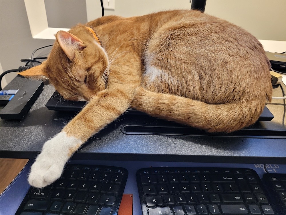Deputy Dewey is a ginger cat asleep on a computer stand above his human's keyboard.