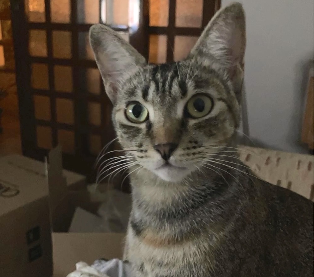 Corina is a shorthair tabby with alert ears and a beautiful gaze.
