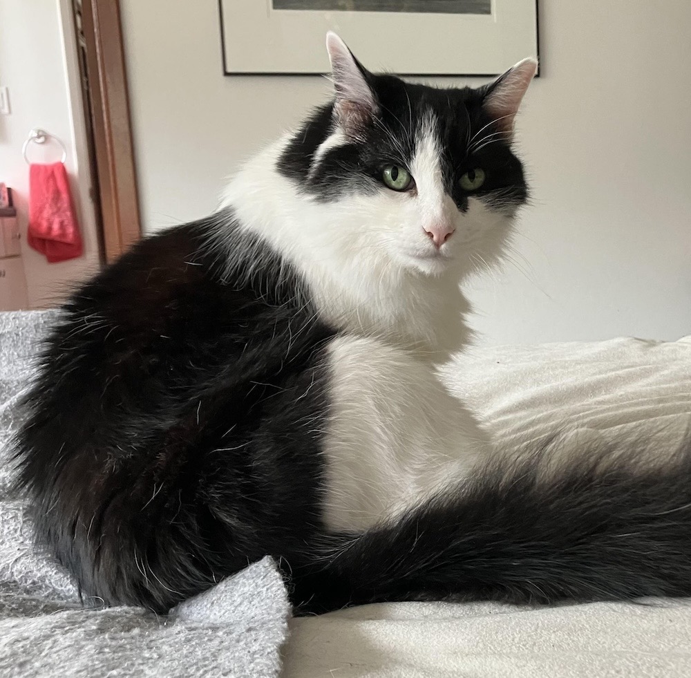 a photo of Tennessee, a black and white cat.