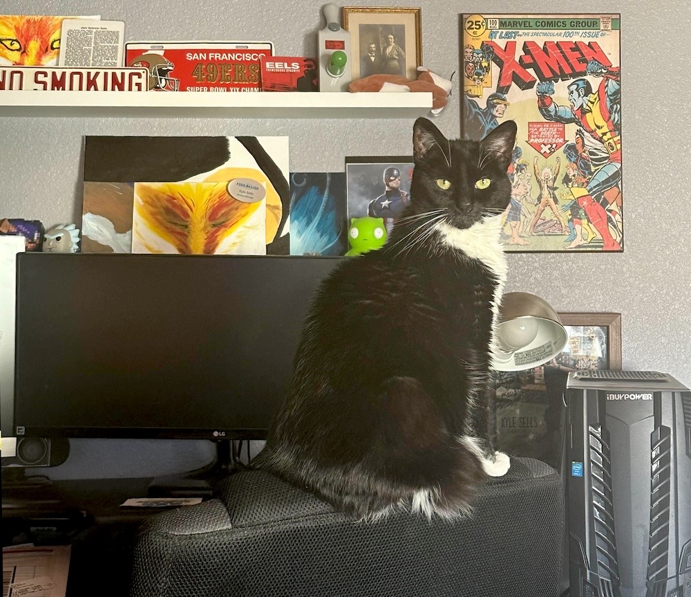 Fitzy is a black and white tuxedo cat sat on the back of a computer chair.