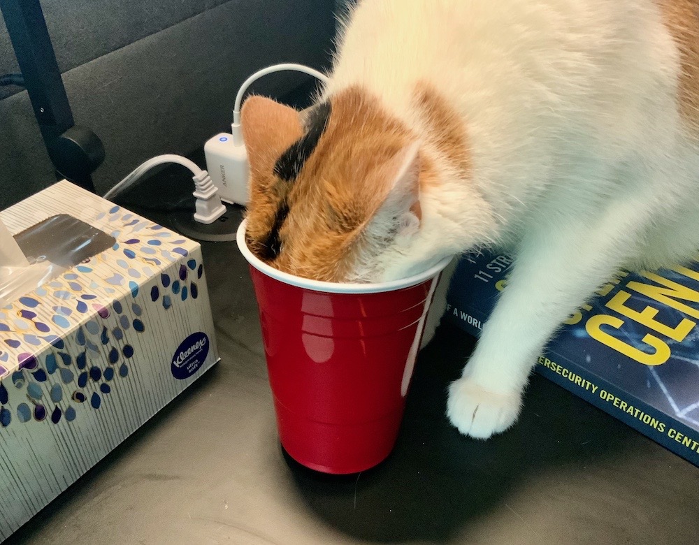 Zombi, an orange and white cybercat, with her head in a red plastic party cup.