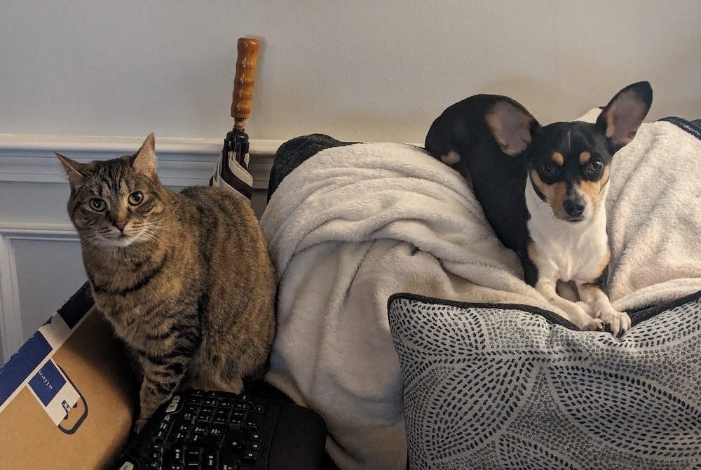 Cyber cat Baduhenna (left) and dog Khepri (right)