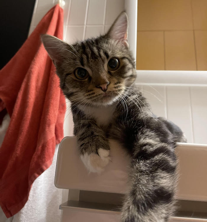 This week's cyber cat is Kiska.