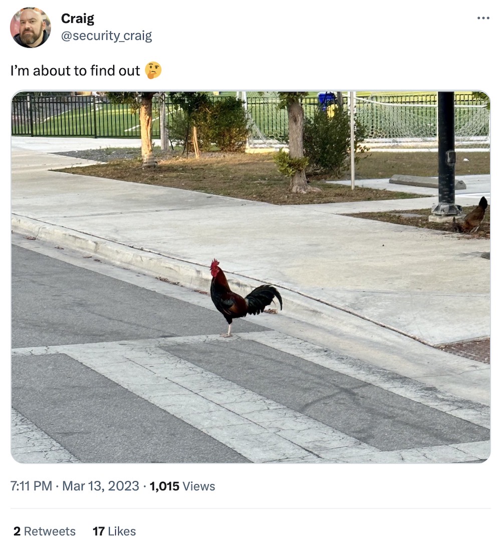 Craig tweet: "I'm about to find out" followed by a photo of a cockerel standing on a road crossing.
