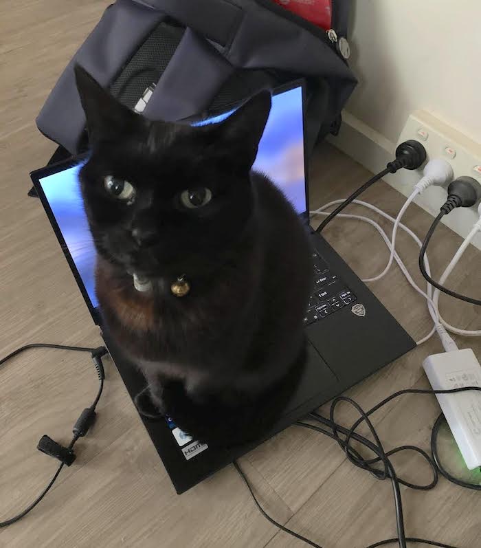 Tippi, a black cat sitting on a laptop keyboard and looking at the camera.