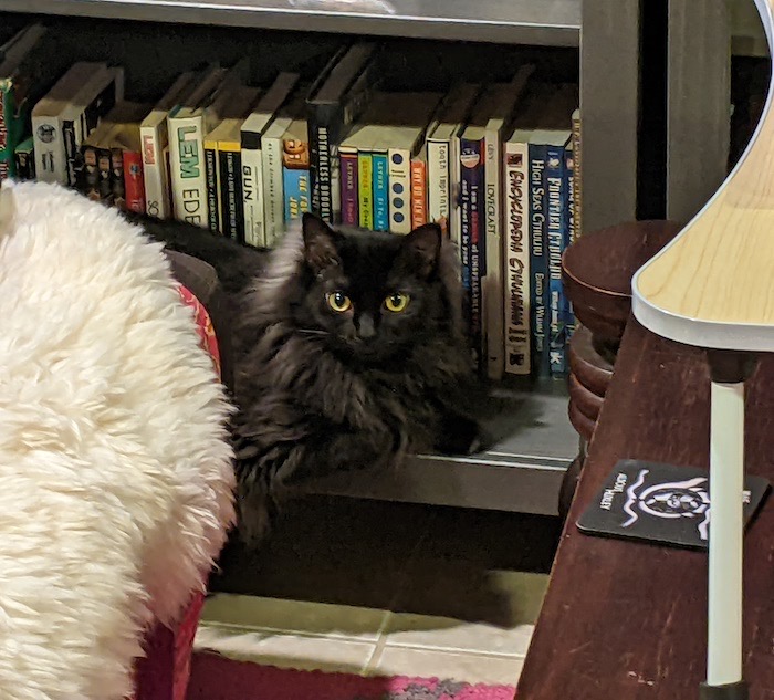 Heks, a black cat sitting on a bookshelf.