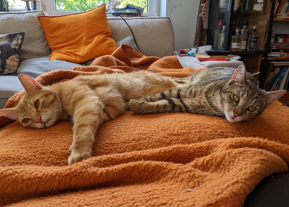 Two cybercats snuggling next to each other on an orange blanket on a couch: Eddie is the red/ginger kitty and Ernie is the grey tabby kitty.