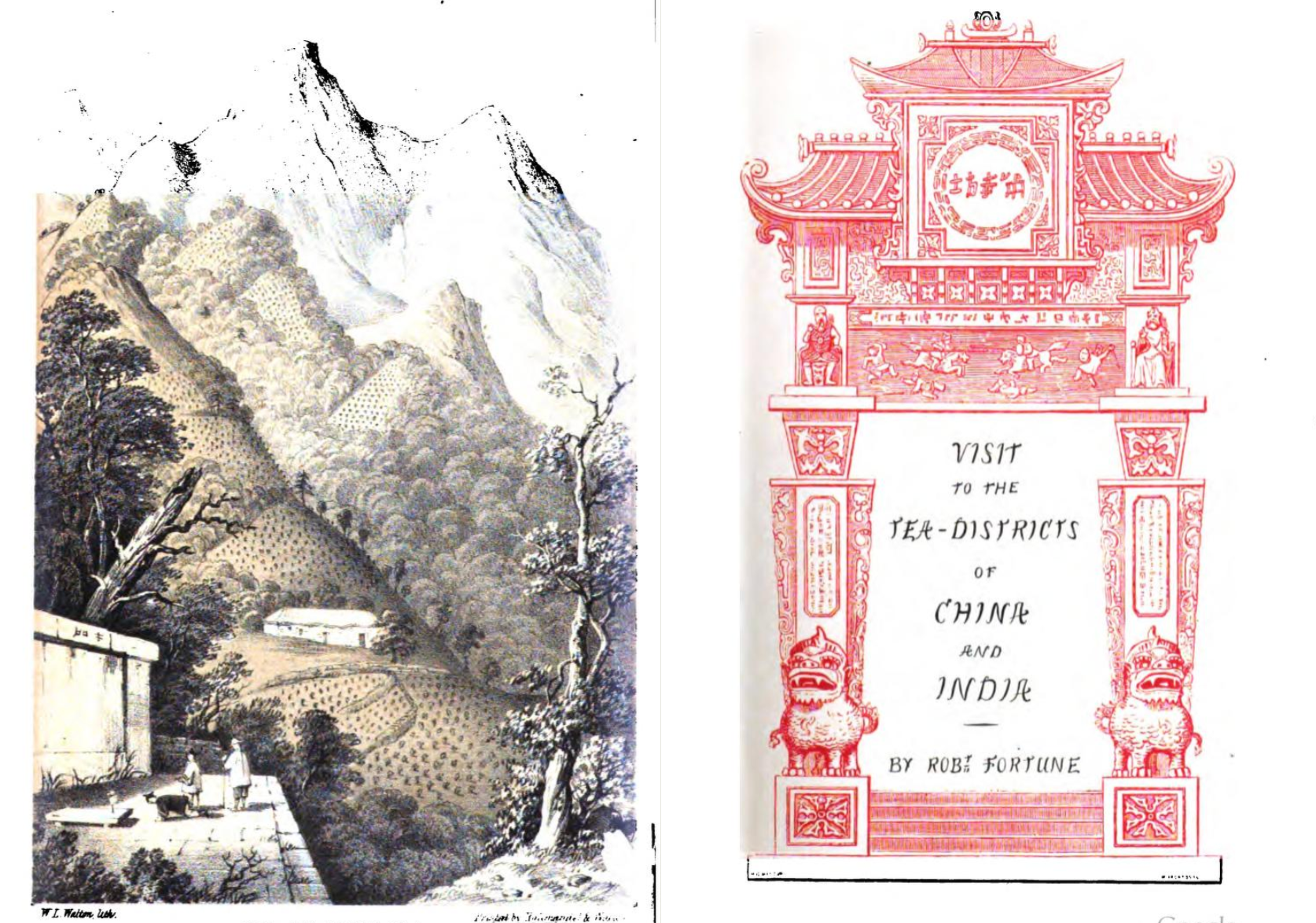 Historical frontispiece engraving from Robert Fortune's 1852 book, A Journey to the Tea Countries of China, documenting 19th-century industrial espionage.