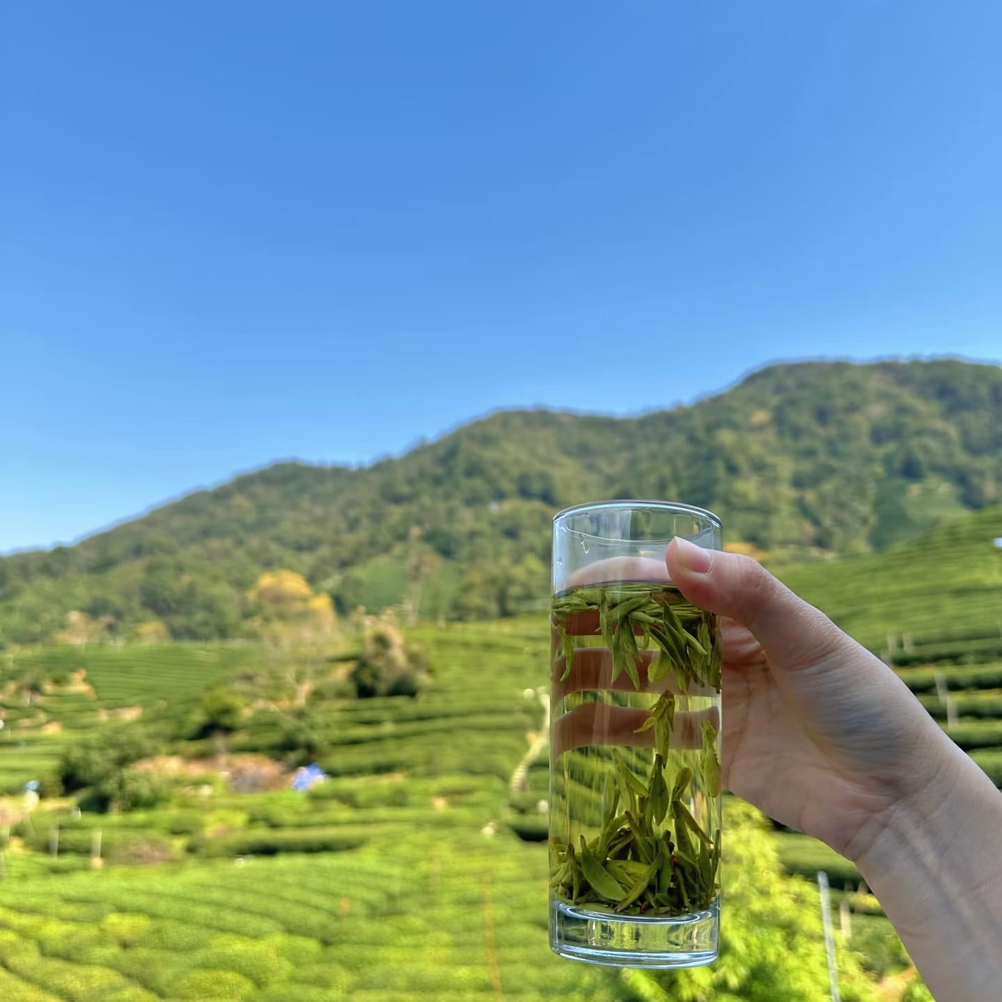 Panoramic view of layered emerald green tea terraces in Longjing Village during the spring Pre-Chingming harvest season in Hangzhou.