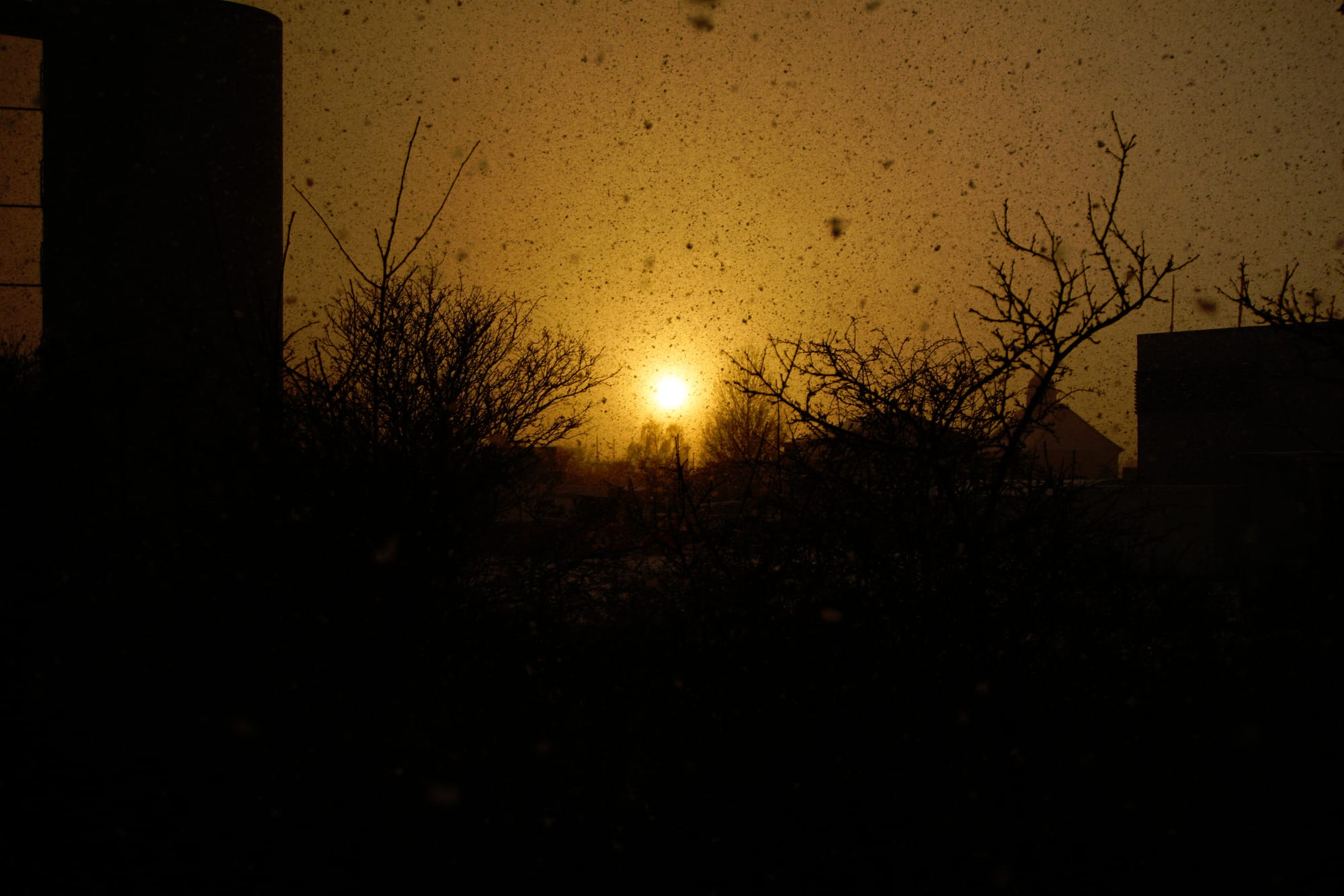 The sun peeks through, a silhouette of the vegetation in the foreground, and the snow falling appears black against the golden sky.