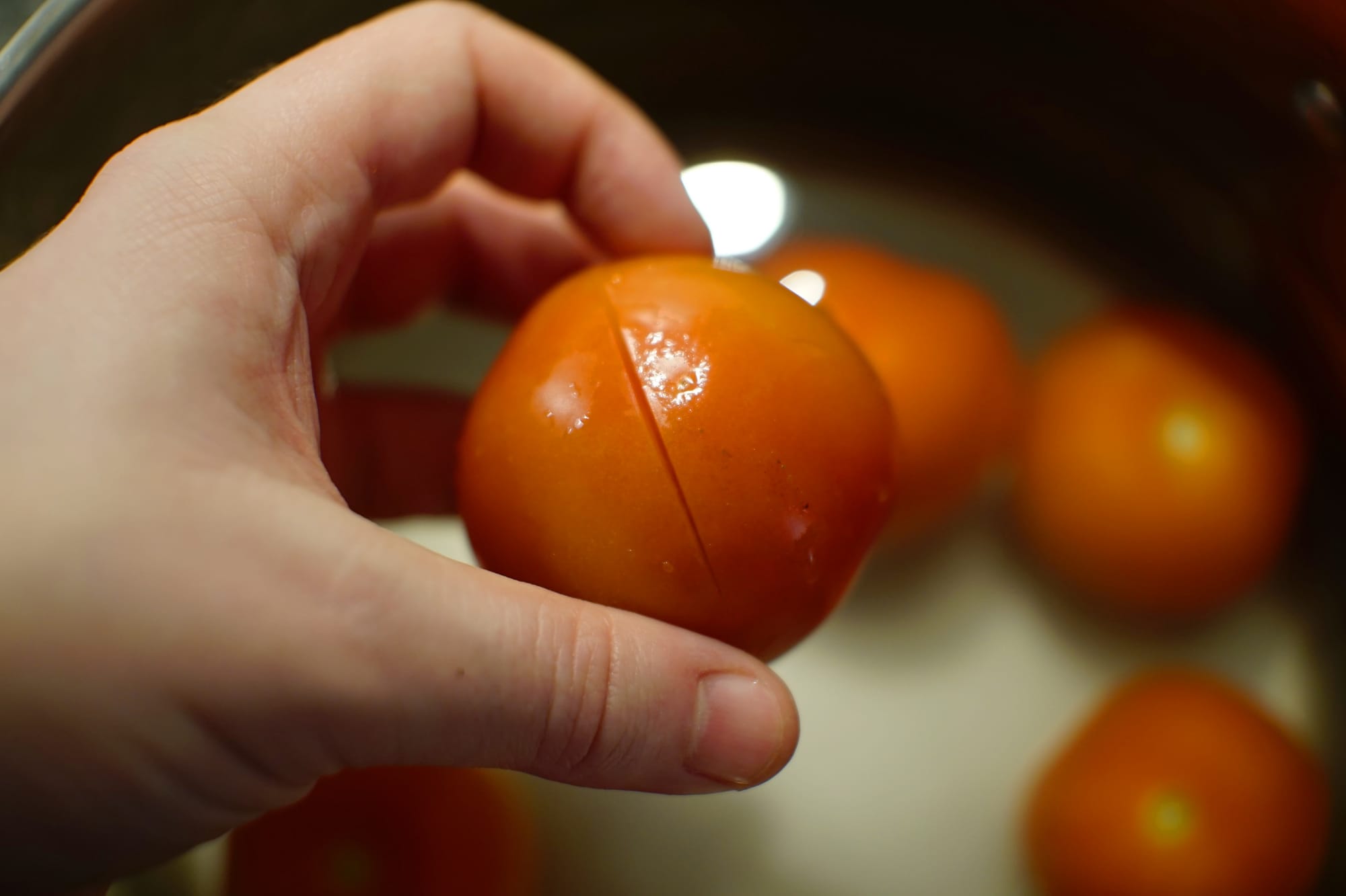 A tomato with a slit cut in its skin, being held above a pot of water containing more, similar tomatoes.