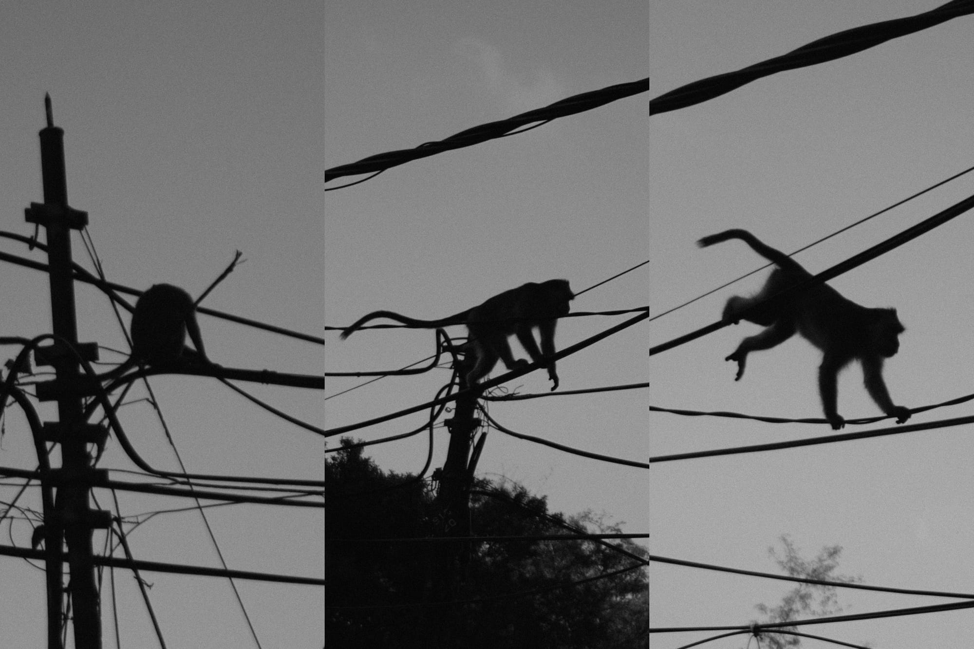 Three shots of a monkey's silhouette as it climbs the electricity poles.