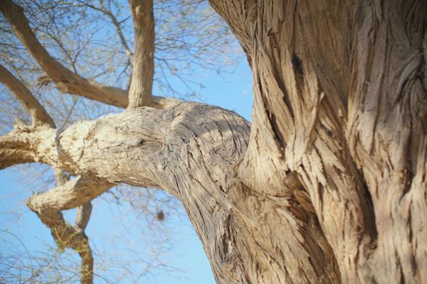 The Tree of Life, Bahrain