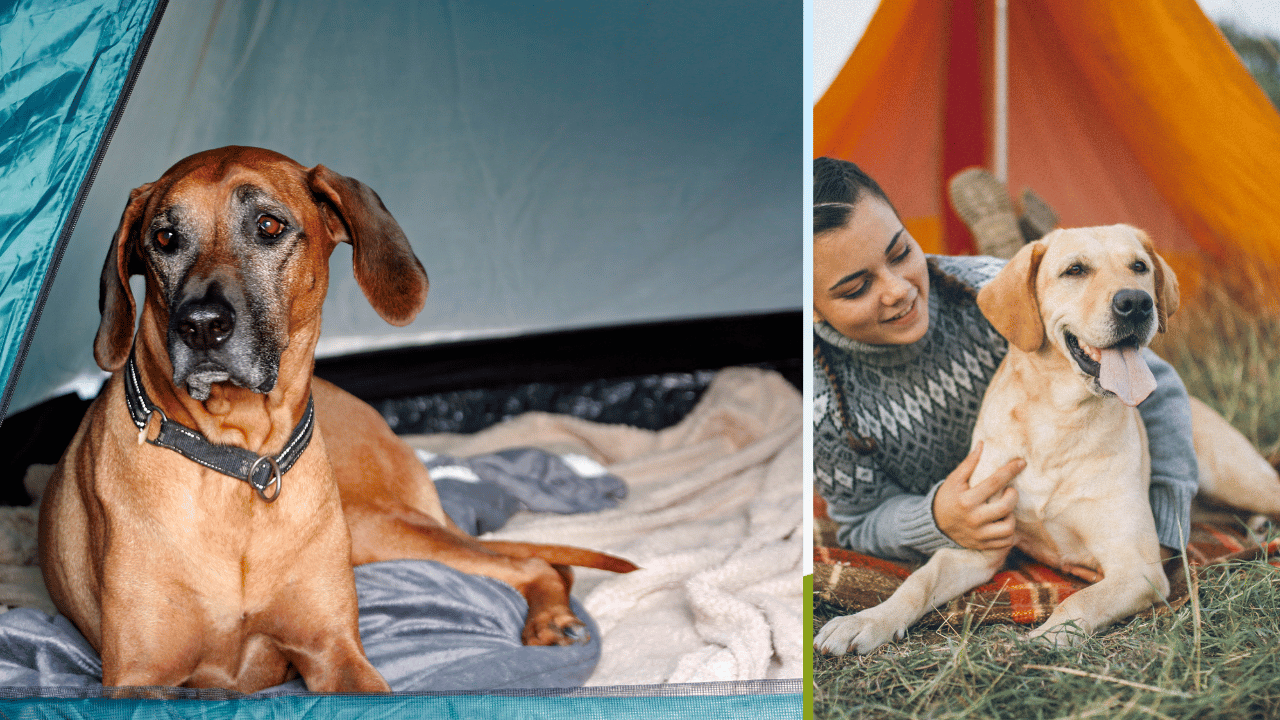 Camping Beds For Dogs