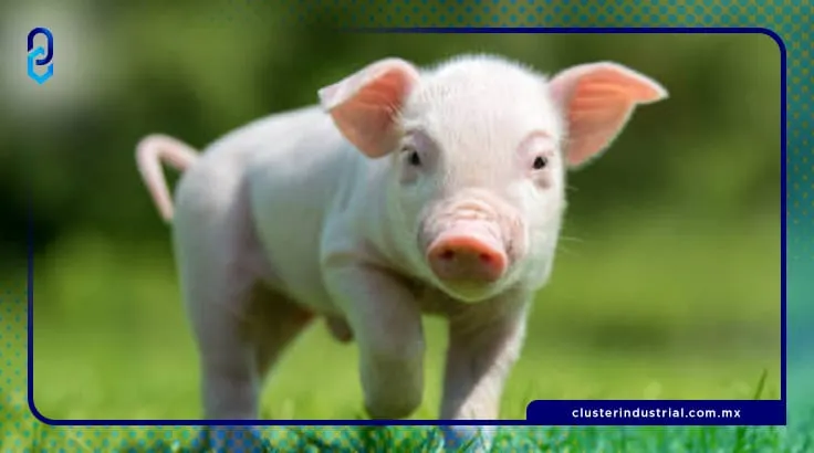 México espera comportamiento favorable para sector pecuario durante 2022