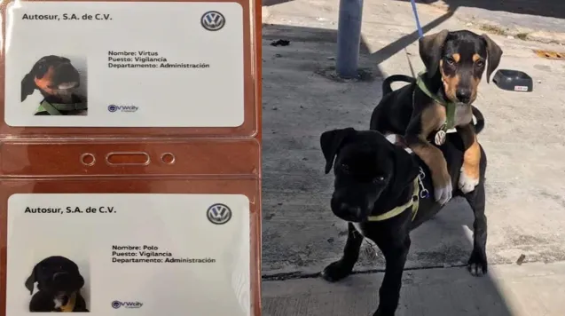 ¡Conoce a los cachorros que trabajan para Volkswagen!