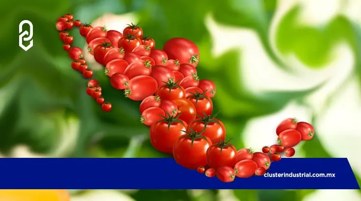 México, referente mundial en el cultivo y exportación de jitomate