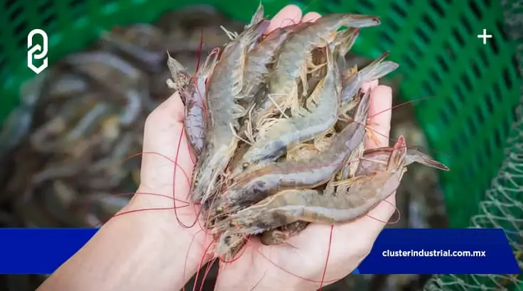 Estados Unidos certifica a México para exportar camarón