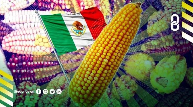 El precio del maíz sube en México, pero baja en el mundo