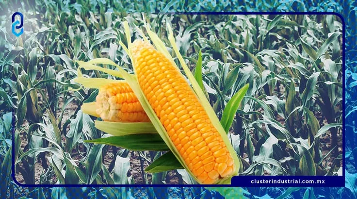 Brevant Semillas presenta su estrategia para mejorar el cultivo del maíz