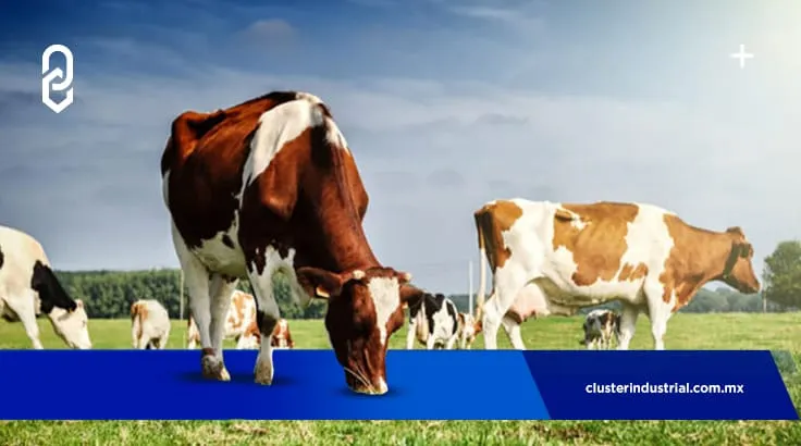 Chihuahua, líder en la exportación de ganado en México