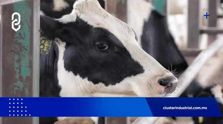 La enfermedad de las vacas locas está casi erradicada en México