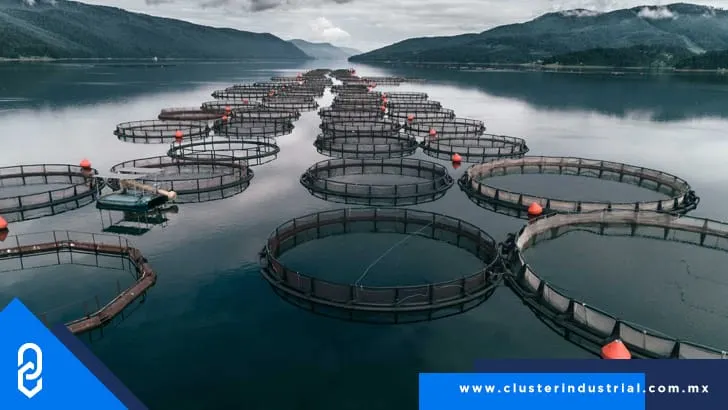 Mercado mundial de acuicultura valdrá casi 358 MMDD para 2028