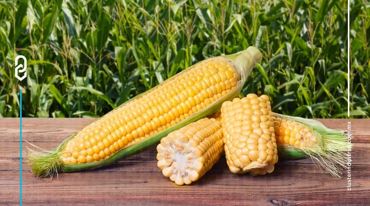 Corteva Agriscience e Ingredion México presentan la iniciativa Horizonte Amarillo