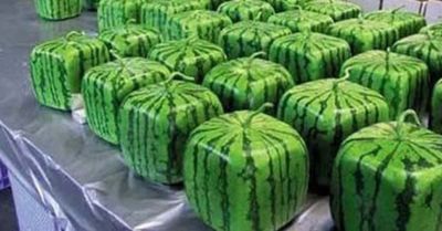 Pastèques carrées issues de l'agriculture japonaise