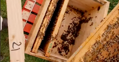 Au E.Leclerc de Vern-sur Seiche, on produit et vend du miel 100% local à quelques mètres du magasin