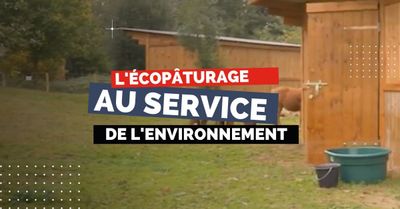 L'éco pâturage au service de l'environnement et du bien-être des salariés