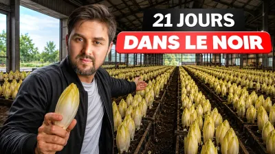 L'endive française : Les dessous de la production française d'un produit star des rayons