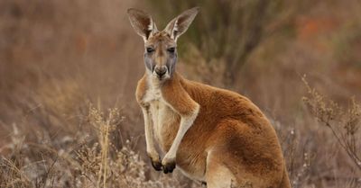 La grande distribution belge met fin à la commercialisation de viande de kangourou