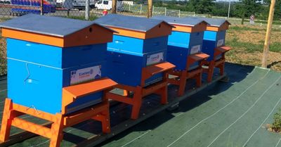 Comment les ruches ont conquis les toits des magasins de la grande distribution