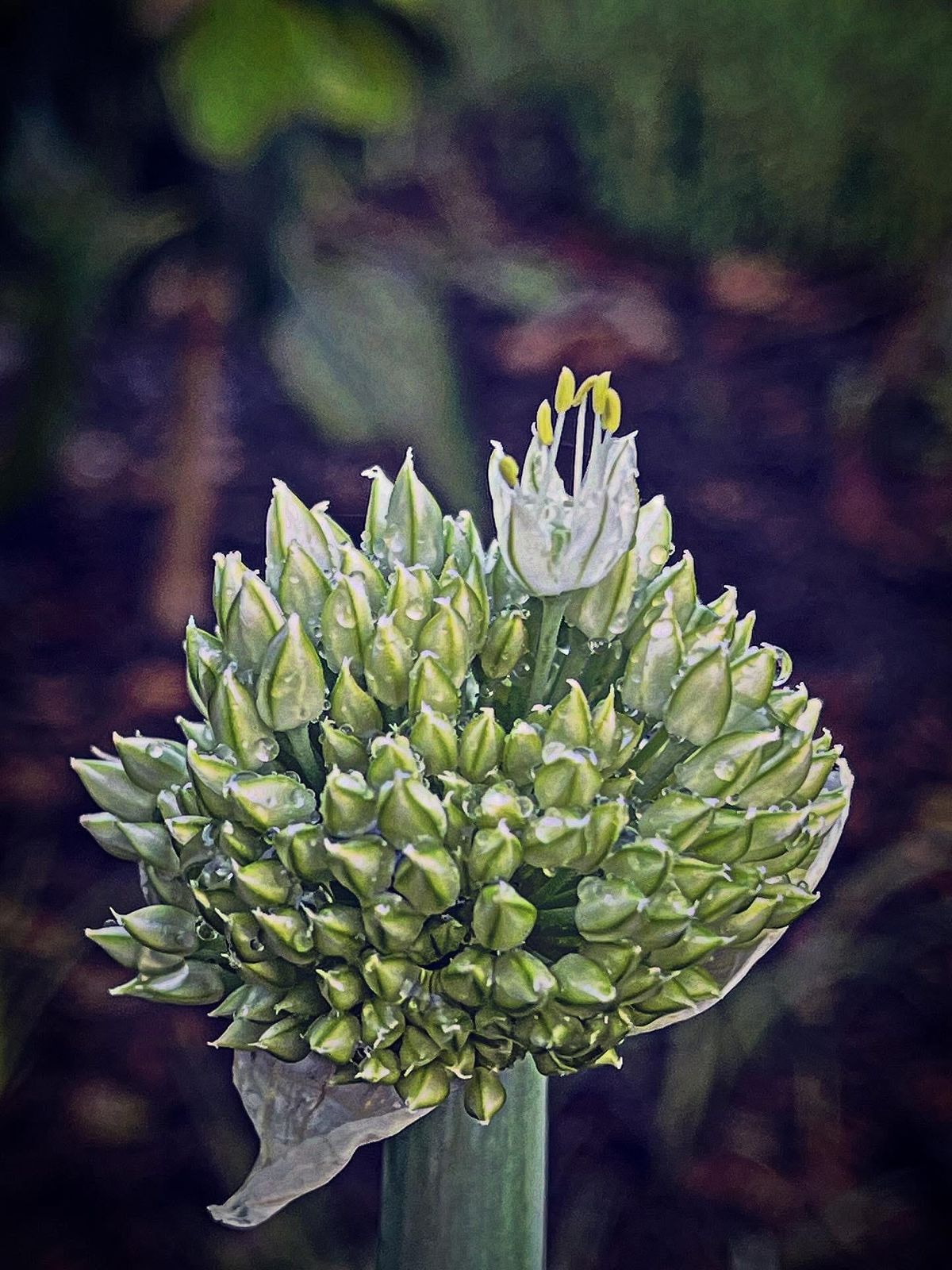 Blooming time