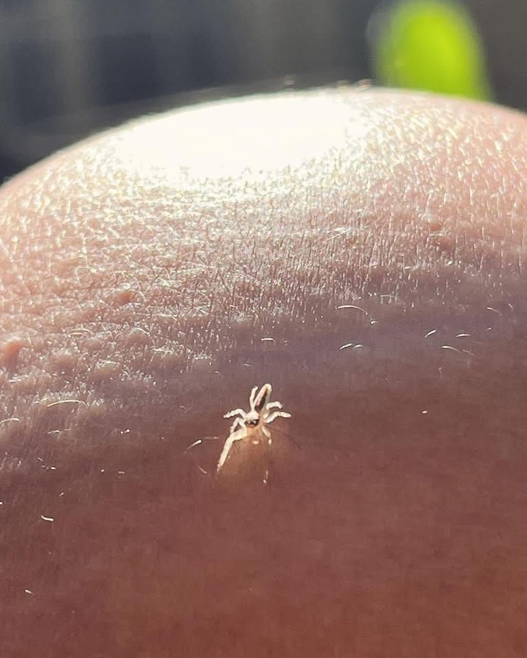 Spider fun
