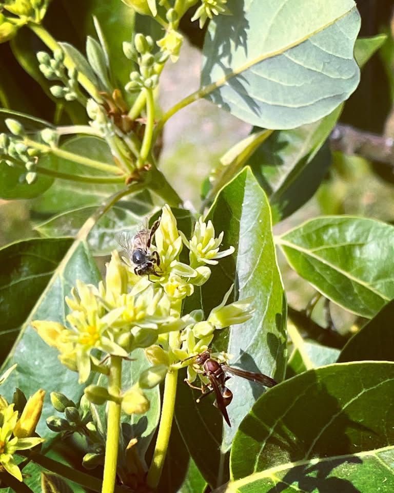The bee and the wasp