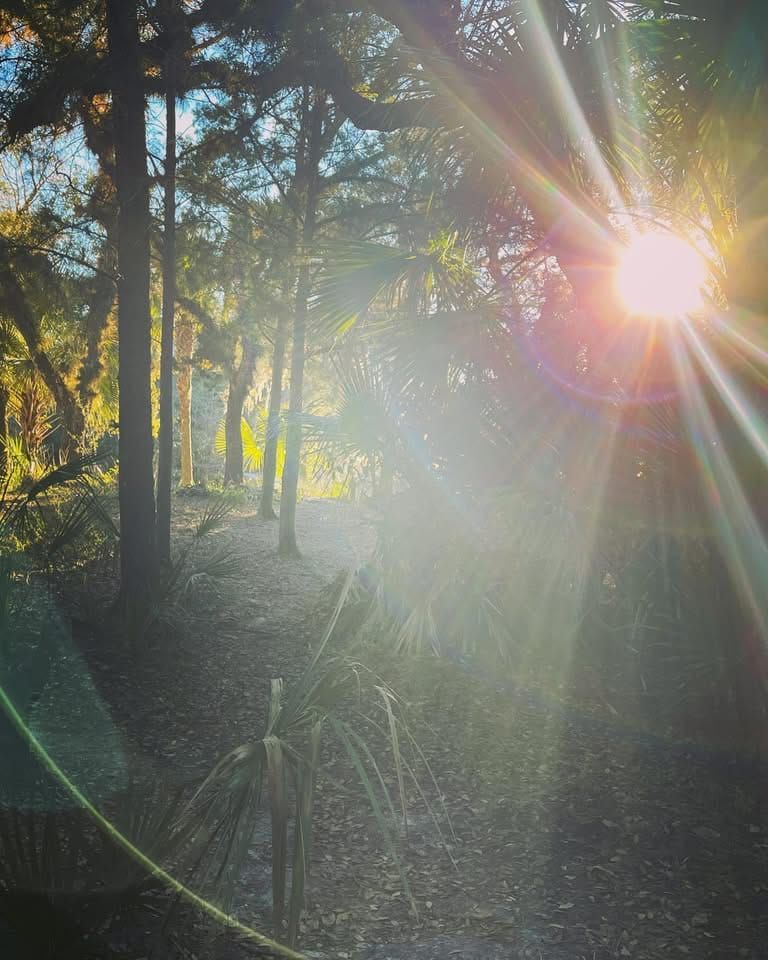The nature of the woods