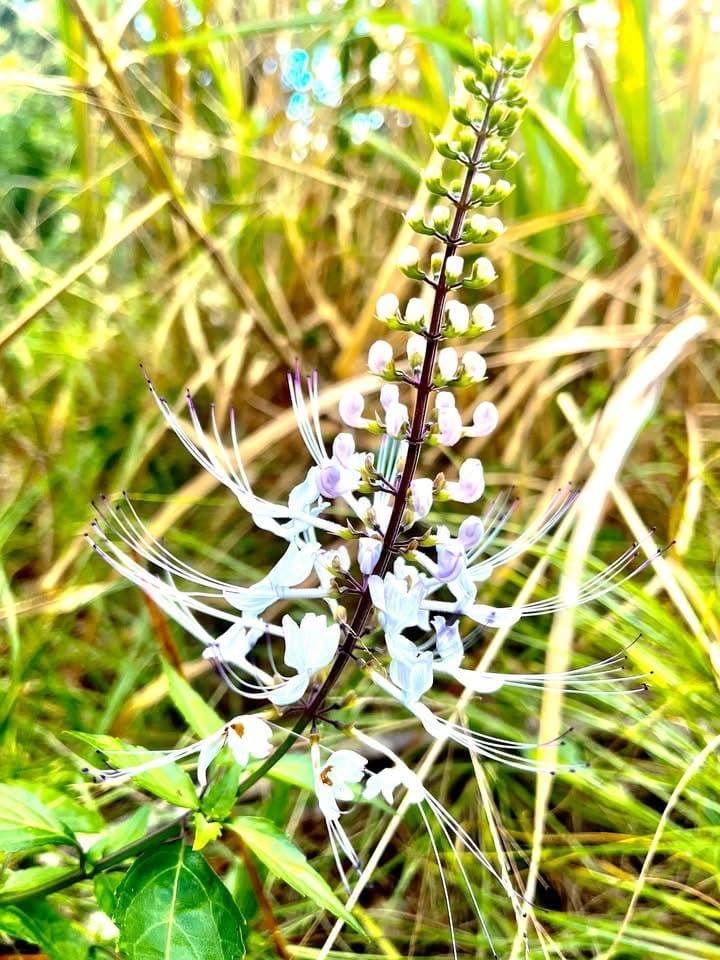 Flower walk