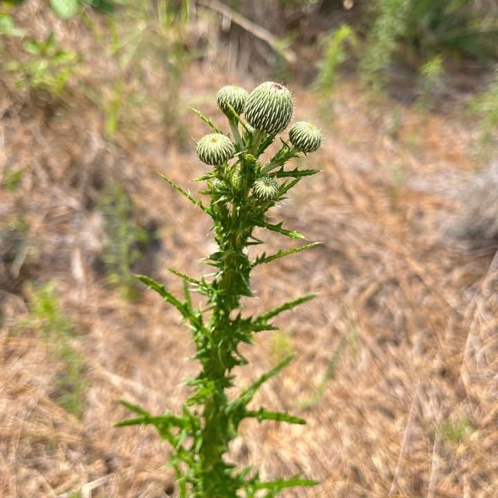 eleutheria