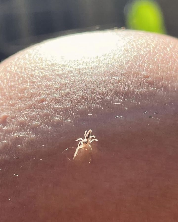 Spider fun